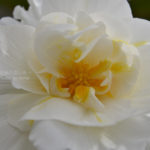 ［6］ベゴニアの透けるような花びらと、鮮やかな色に釘付け