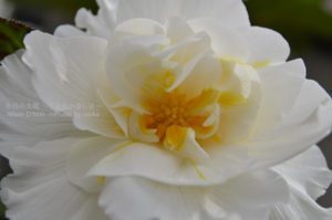 ［6］ベゴニアの透けるような花びらと、鮮やかな色に釘付け