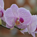 ［6］香り薫る蘭の花、見てもその美しさにうっとり。