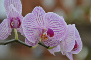 ［6］香り薫る蘭の花、見てもその美しさにうっとり。