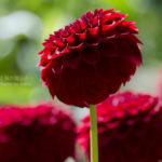 ［6］大きな花輪と色鮮やかな花色が特徴のダリア