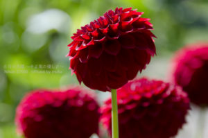 ［6］大きな花輪と色鮮やかな花色が特徴のダリア