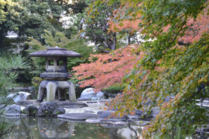 ［6］2013年紅葉、都内でもいよいよ色づき始めました！