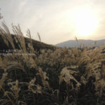 ［6］箱根仙石原のススキに魅せられて！