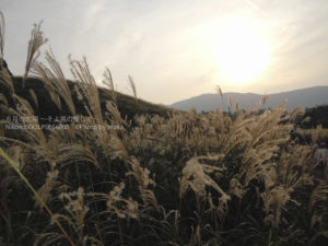 ［6］箱根仙石原のススキに魅せられて！