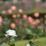 ［6］神代植物園の秋の薔薇、咲き誇れ！