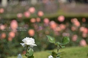 ［6］神代植物園の秋の薔薇、咲き誇れ！
