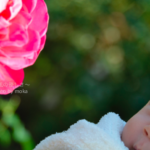 ［6］産まれて初めて見る薔薇の花