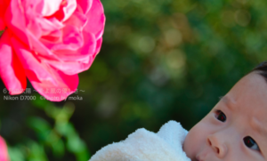 ［6］産まれて初めて見る薔薇の花