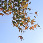 ［6］2013年の紅葉もラストスパート、最後に楽しむなら都心が一番！