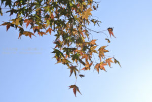 ［6］2013年の紅葉もラストスパート、最後に楽しむなら都心が一番！