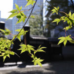 ［6］晩秋に、紅葉の準備中のカエデの葉と季節を間違えたツツジ！？