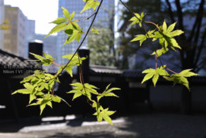 ［6］晩秋に、紅葉の準備中のカエデの葉と季節を間違えたツツジ！？