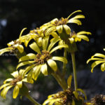 ［6］秋に黄色い花で華やかに彩るツワブキの花