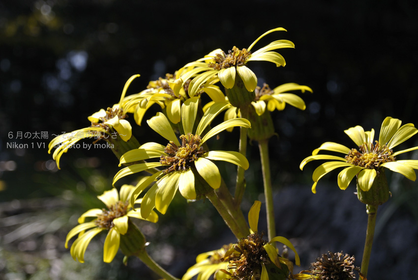 ［6］秋に黄色い花で華やかに彩るツワブキの花
