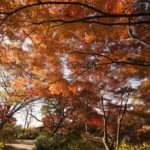 ［6］青空に映えるモミジの紅