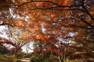 ［6］青空に映えるモミジの紅