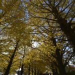 ［6］色づくイチョウに冬の訪れを感じて・・