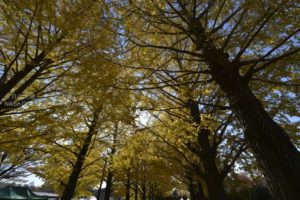［6］色づくイチョウに冬の訪れを感じて・・