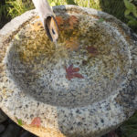 ［6］昭和記念公園で見つけた、小さい秋