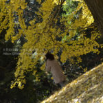 ［6］銀杏のトンネルをくぐる時