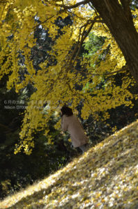 ［6］銀杏のトンネルをくぐる時