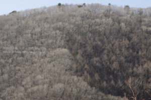 ［6］冬山の樹々に季節を感じて