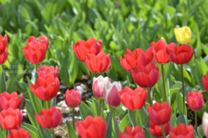 ［6］Re:feeling　嬉しいブログ記事に心から感謝