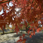 ［6］2013年の紅葉も終わりが近づいています。。