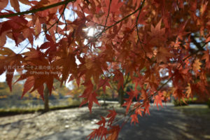 ［6］2013年の紅葉も終わりが近づいています。。