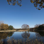 ［6］昭和記念公園、水鳥の池に浮かぶ大ケヤキ