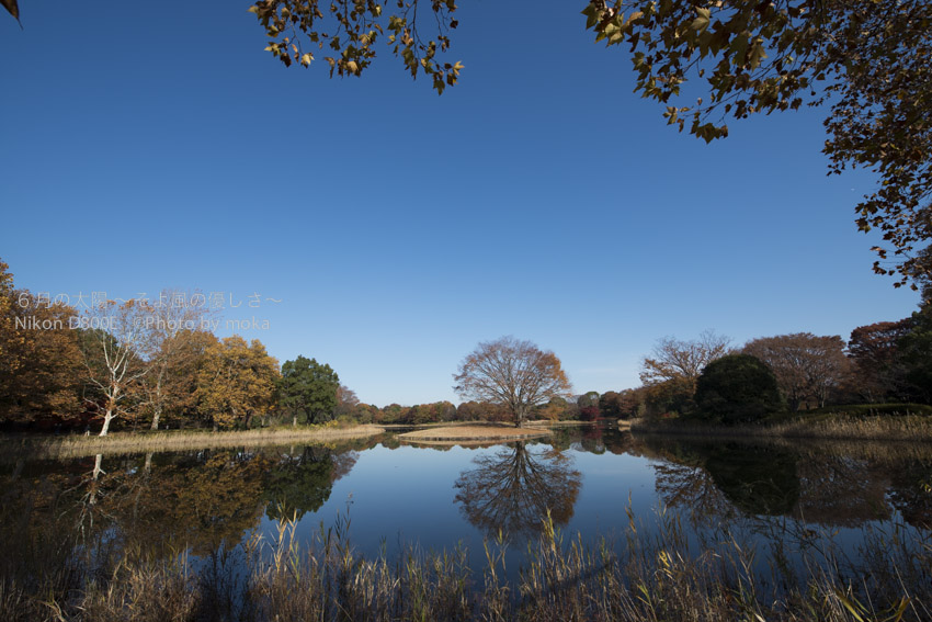 ［6］昭和記念公園、水鳥の池に浮かぶ大ケヤキ