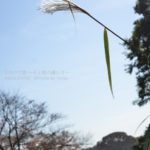 ［6］冬の入口、、ススキの季節も終わりですね。