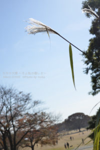 ［6］冬の入口、、ススキの季節も終わりですね。