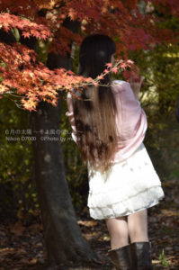 ［6］２０１３年の紅葉を最後まで満喫するために