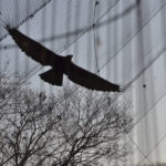 ［6］大空を羽ばたく鳥のように自由でいたい！