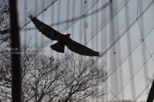 ［6］大空を羽ばたく鳥のように自由でいたい！