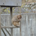 ［6］サルや動物たちも、冬はやっぱり寒いよね。