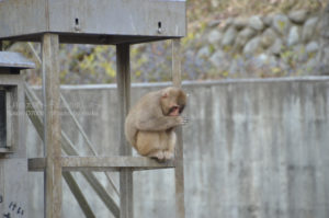 ［6］サルや動物たちも、冬はやっぱり寒いよね。