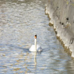 ［6］ハクチョウの風格ある泳ぎ