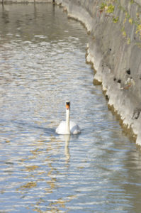 ［6］ハクチョウの風格ある泳ぎ