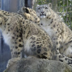 ［6］Nikon1とFT1マウントアダプターを使って動物園を撮る！！