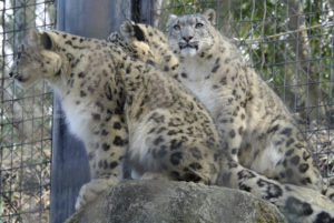 ［6］Nikon1とFT1マウントアダプターを使って動物園を撮る！！