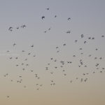 ［6］大空を羽ばたく鳥のように！！