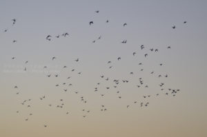 ［6］大空を羽ばたく鳥のように！！
