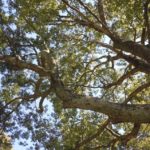 ［6］冬の晴れた日、大きな木から溢れる木漏れ日。