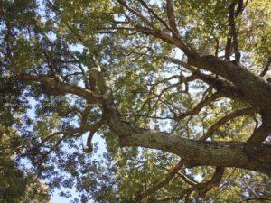 ［6］冬の晴れた日、大きな木から溢れる木漏れ日。