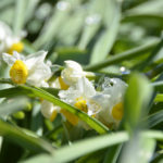 ［6］黄色と白の可憐な花、水仙の花