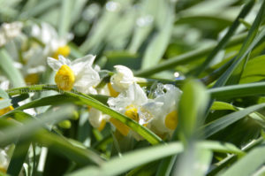 ［6］黄色と白の可憐な花、水仙の花