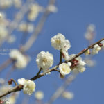 ［6］強い冷え込みの中に咲く梅の花